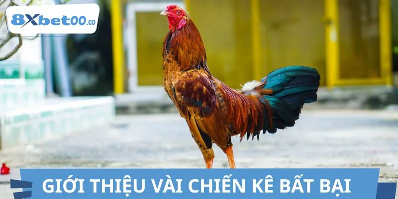 Giống kê được ưa chuộng nhất tại các sới đá gà cựa sắt