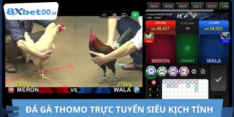 Trải nghiệm đá gà Thomo trực tuyến siêu hấp dẫn